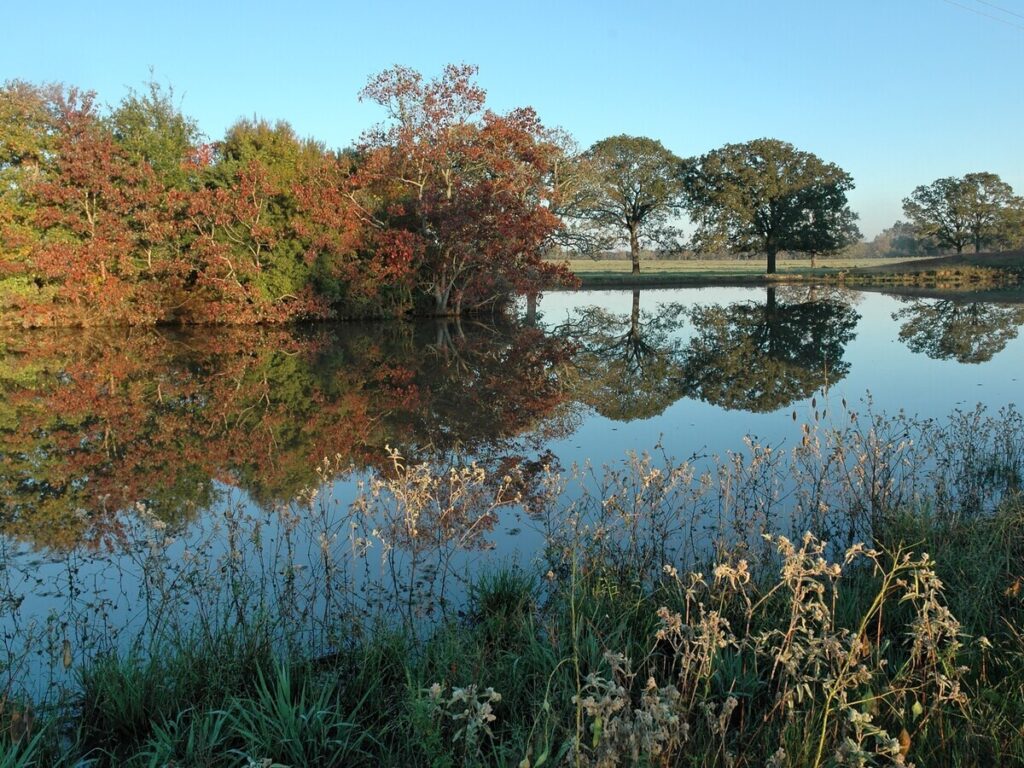 a body of water can be seen surrounded by a forest of trees