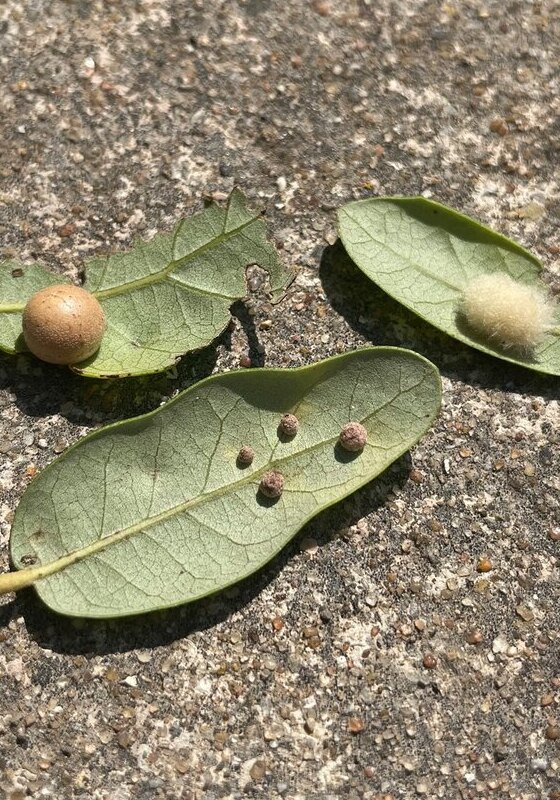 A closeup of galls forming on the underside of three leaves