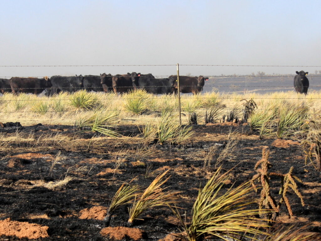 Scorched earth at the forefront and a herd of cattle in the background with one lone cow off to the side of the herd