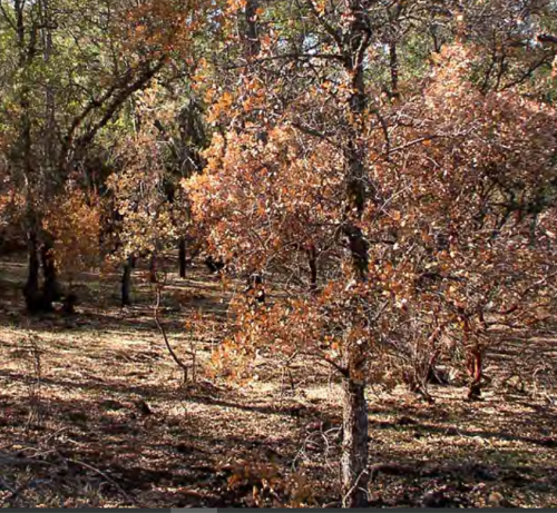 a tree shows signs of stress after a wildfire as its leaves brown