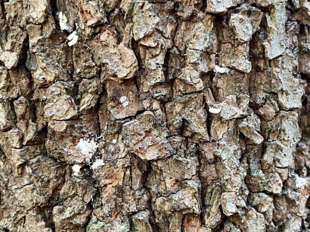 Un primer plano de la corteza de un árbol con manchas blancas que parecen hongos y signos de marchitez del laurel