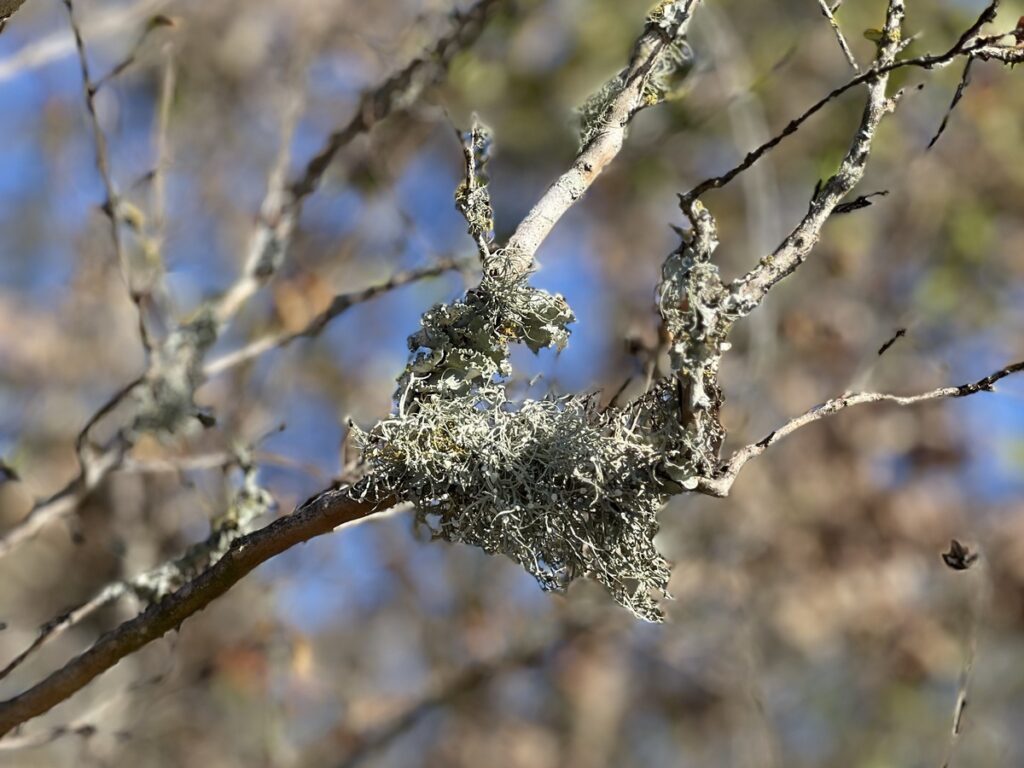 Un primer plano de líquenes que crecen en la punta de la rama de un árbol
