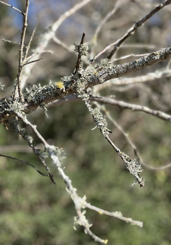 A closeup of lichen growing on the branch of a tree