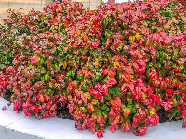 A bush of nandina with red colored leaves