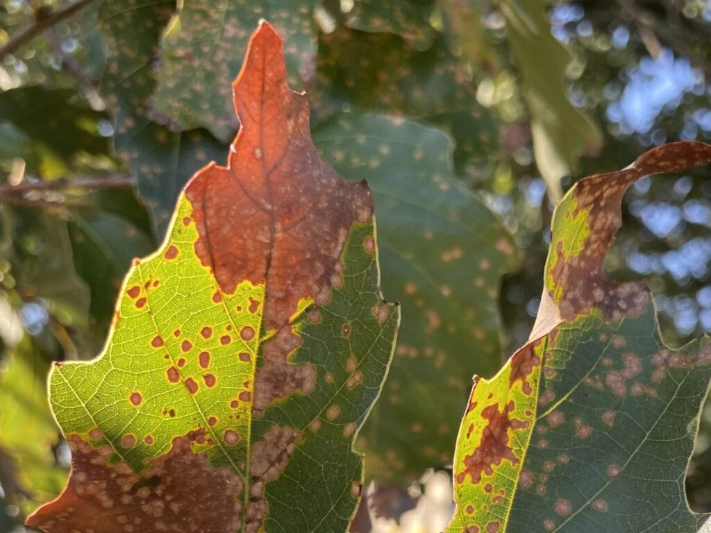 Un primer plano de una hoja de roble que ha sido infectada con la enfermedad de la hoja de roble