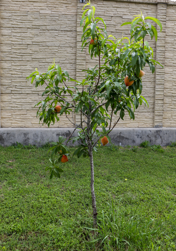 A peach tree that is fruiting with peaches