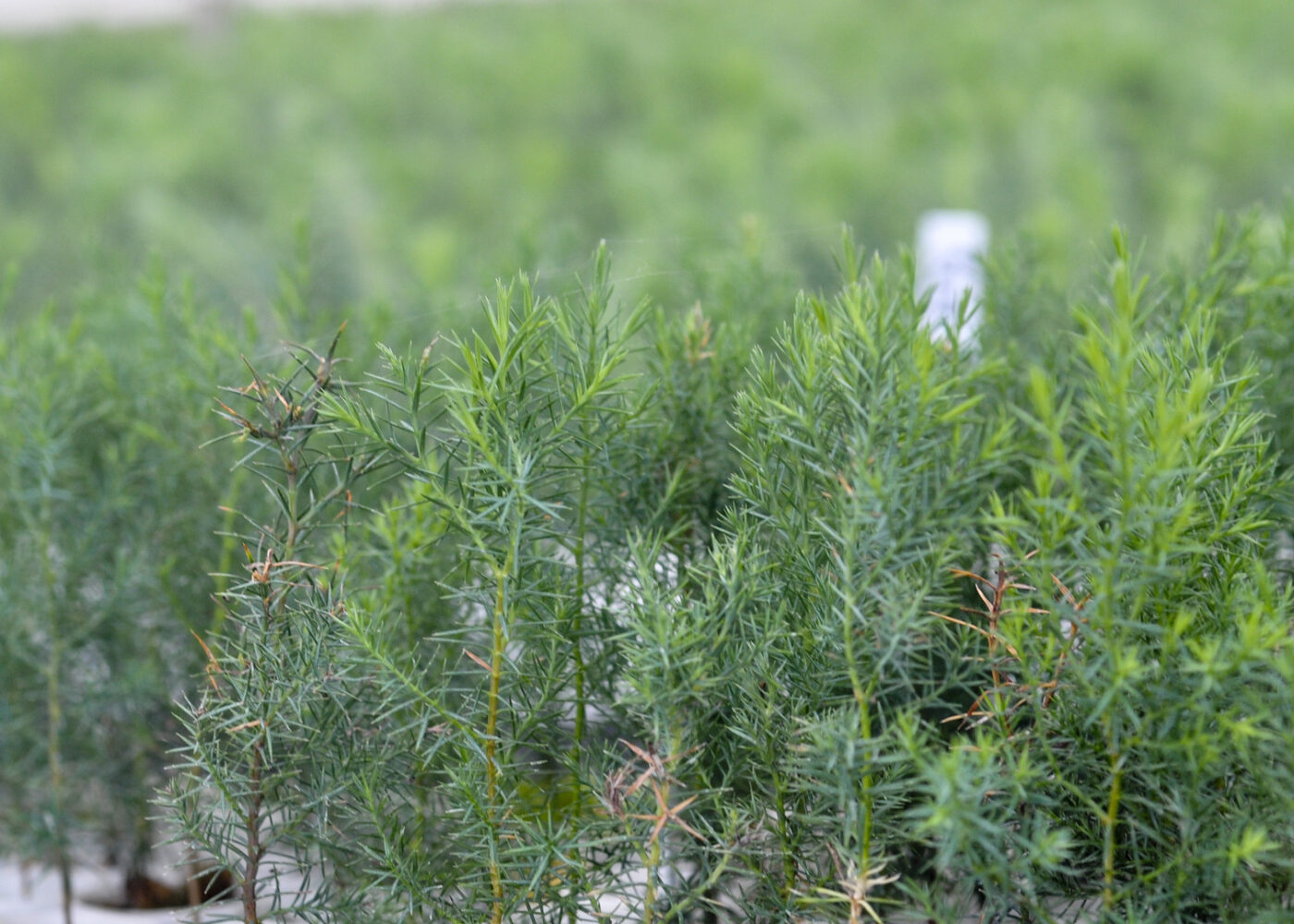 A closeup of pine saplings