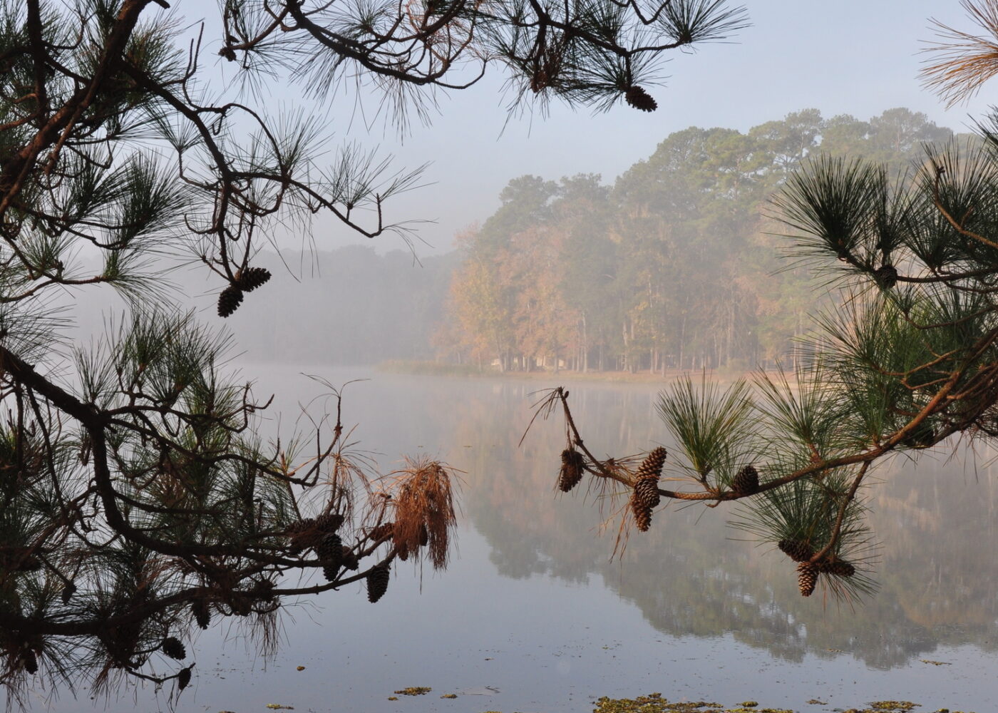 the branches of a pine tree border a view across the lake