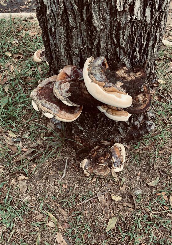 a closeup of mushrooms growing on the bark of a tree indicating a root rot
