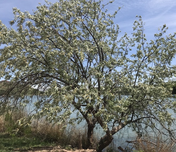 a short and bushy Russian olive tree
