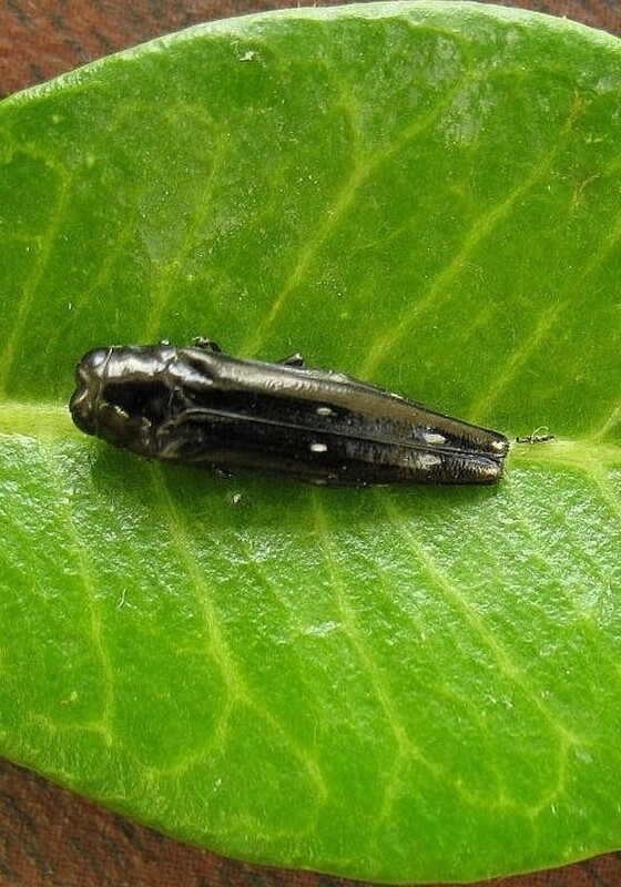 A closeup of an adult soapberry borer sitting on a green leaf