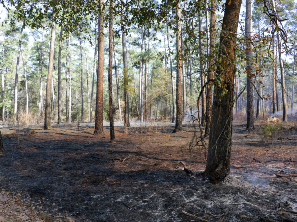 A forest of trees after a burning has taken place
