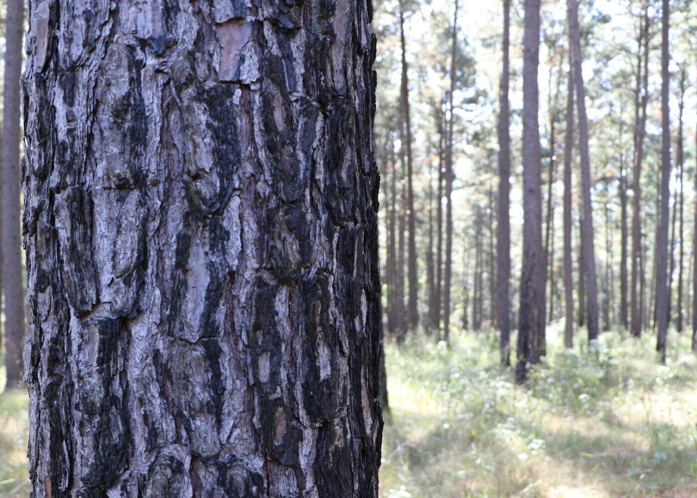 A close up of the bark of an oak tree