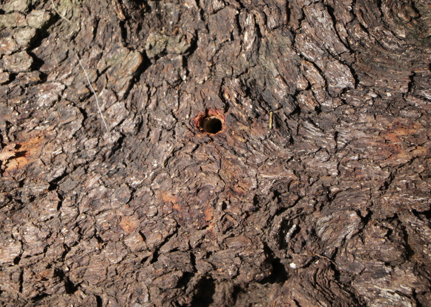 A hole has been carved into the base of a tree trunk indicating an infestation
