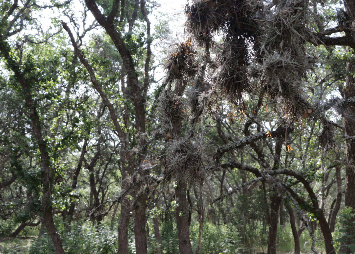 A line of young trees that have limbs covered with old man's beard