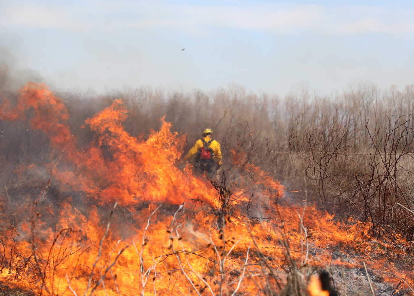 The foreground of wetland burns showing flames with a forester with his back turned in the background