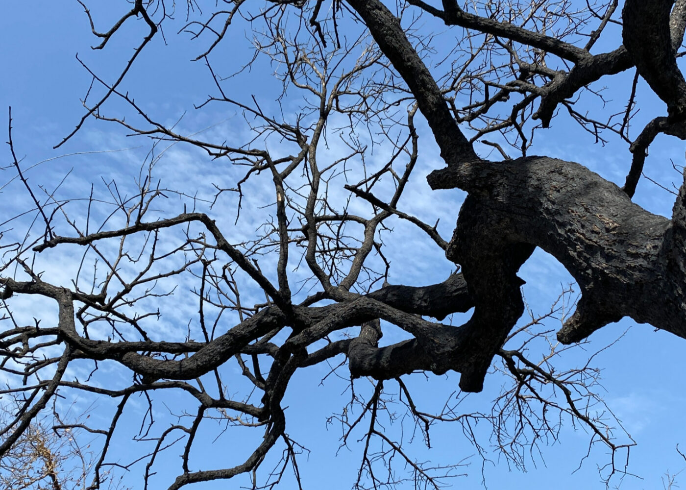 A charred branch of a burnt tree against a blue sky