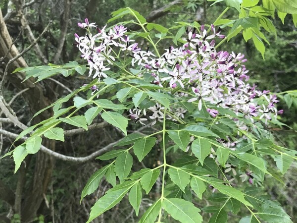 A closeup of a blooming chinaberry plant with pink flowers