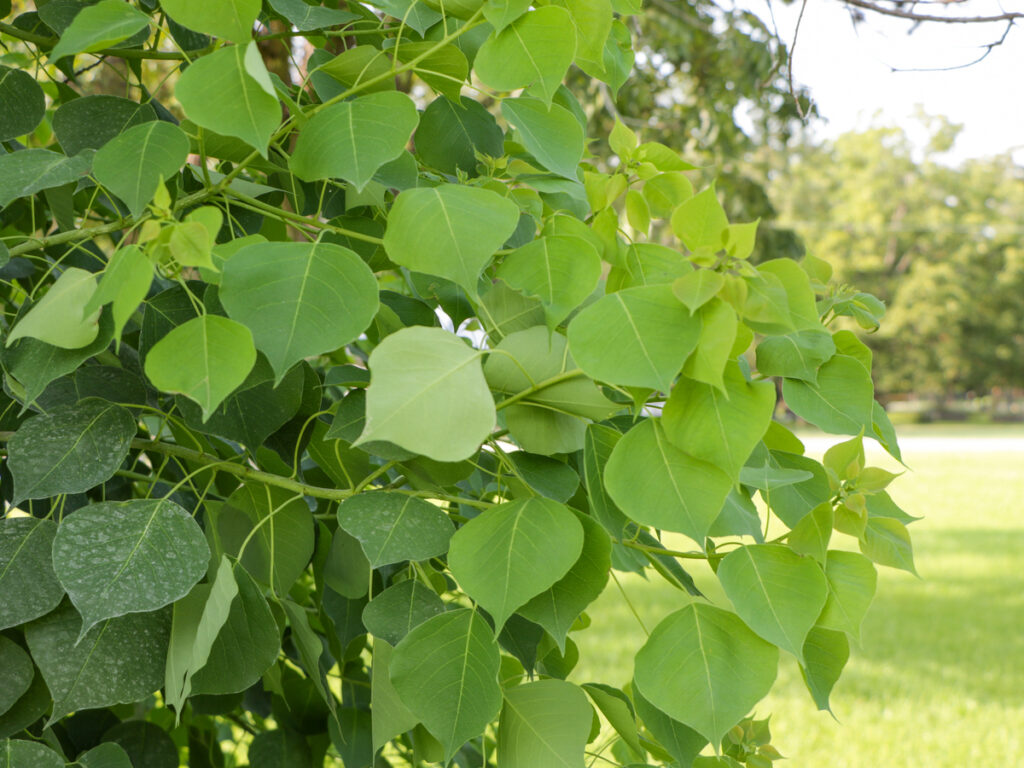 hojas verdes en forma de corazón del sebo chino