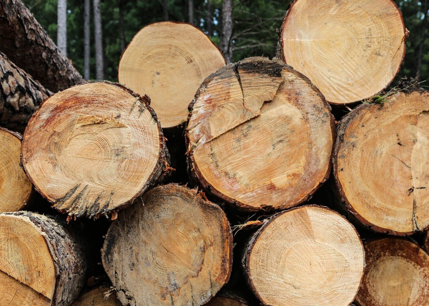 A cross section of a stack of cut trees