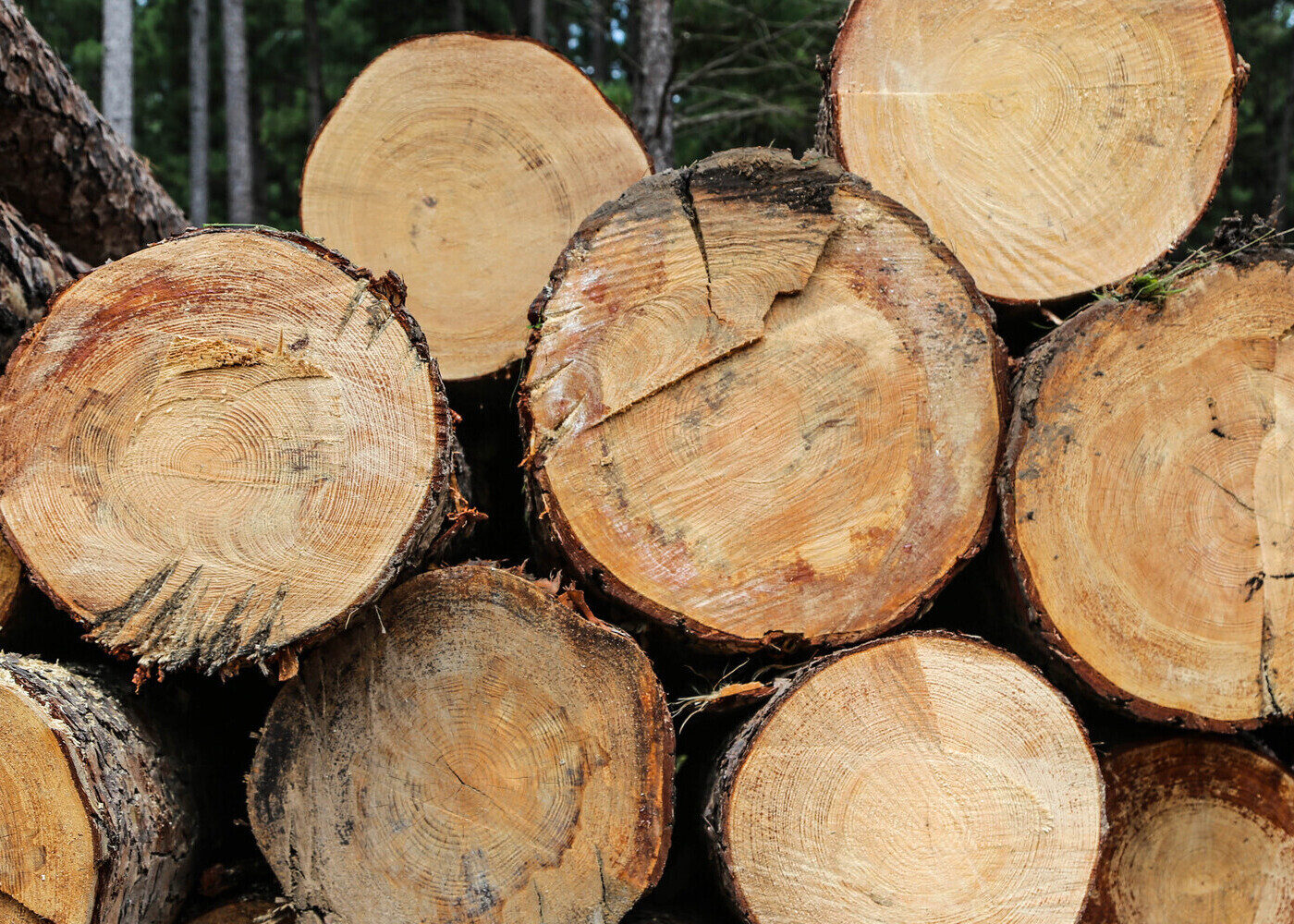 A cross section of a stack of cut trees