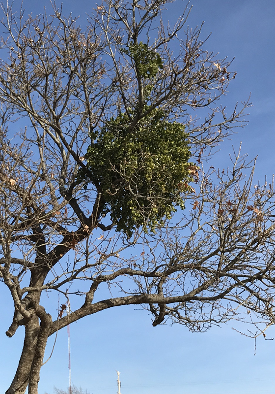 A clump of green surrounding a branch of a tree indicating a mistletoe infestation