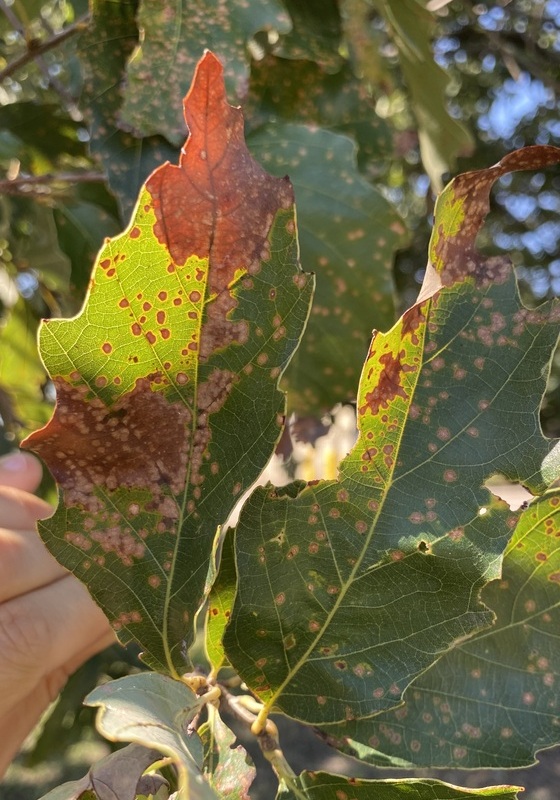 A close up over browning leaf indicating oakleaf disease