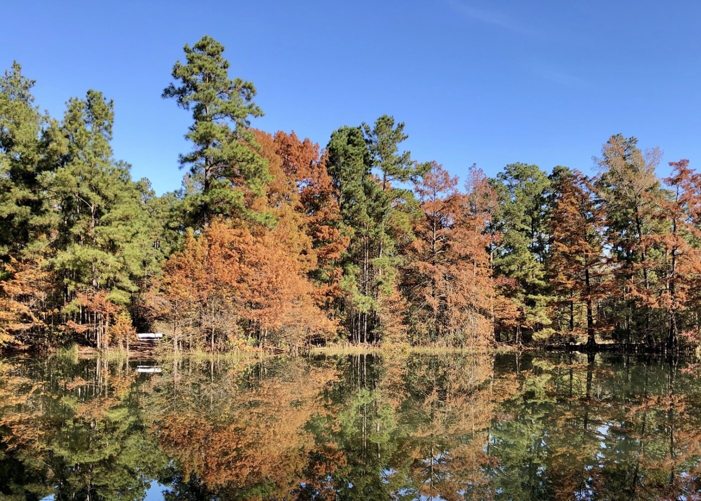 a tree line of fall colored trees at the edge of a body of water