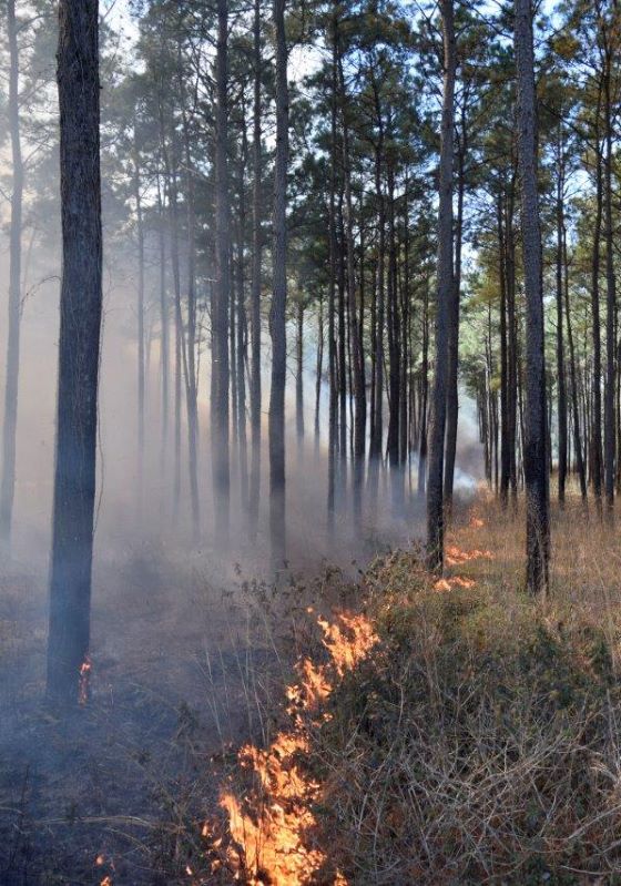 Prescribed fire easing across grass under pine trees
