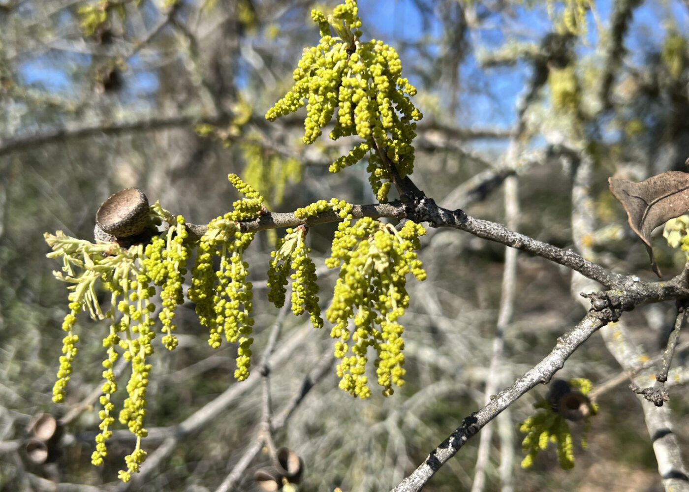 New spring growth tree