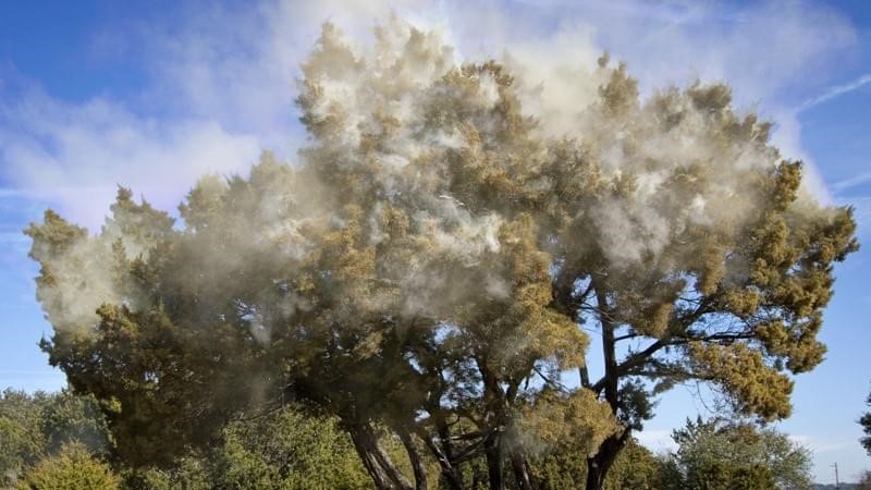 Ashe juniper releasing pollen