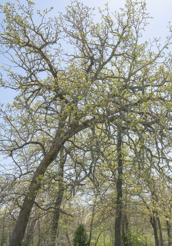 Large oak tree with blooming leaves