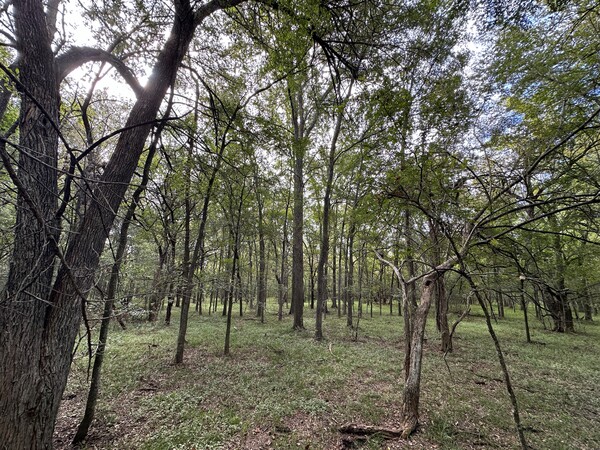 Bottomland hardwood forest