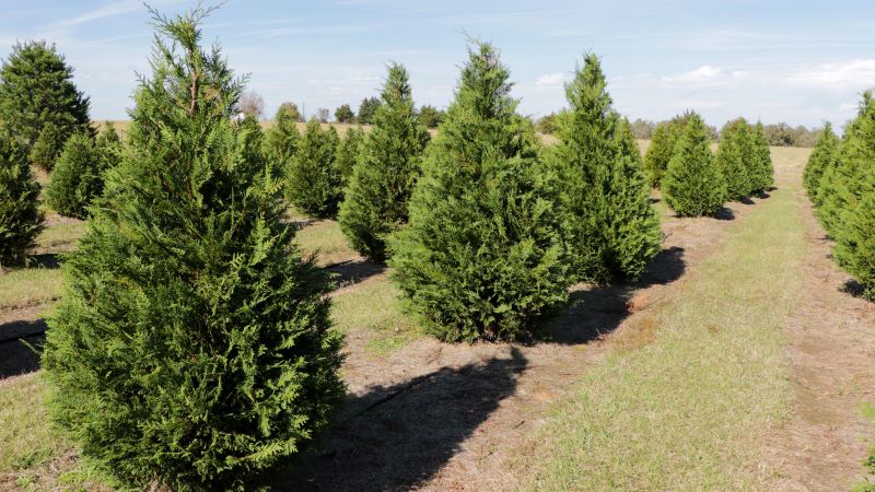 Christmas trees in a row