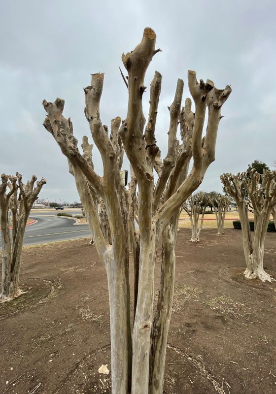 Crape myrtle tree cut off at the top