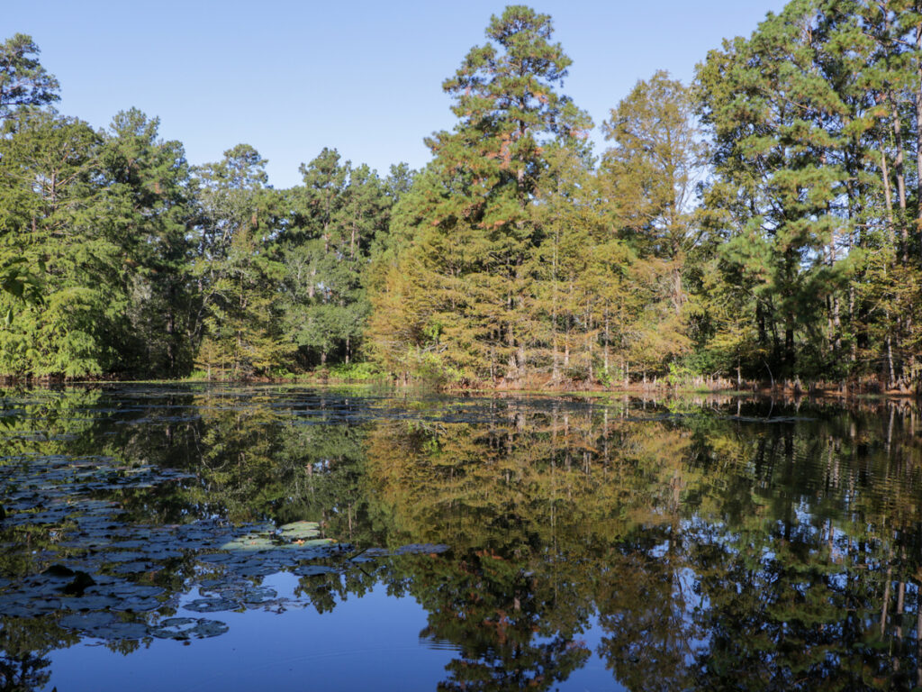A line of trees surround a body of water in a forest