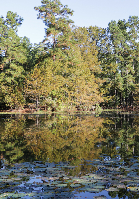 A body of water surrounded by trees at the Jones centennial state Forest