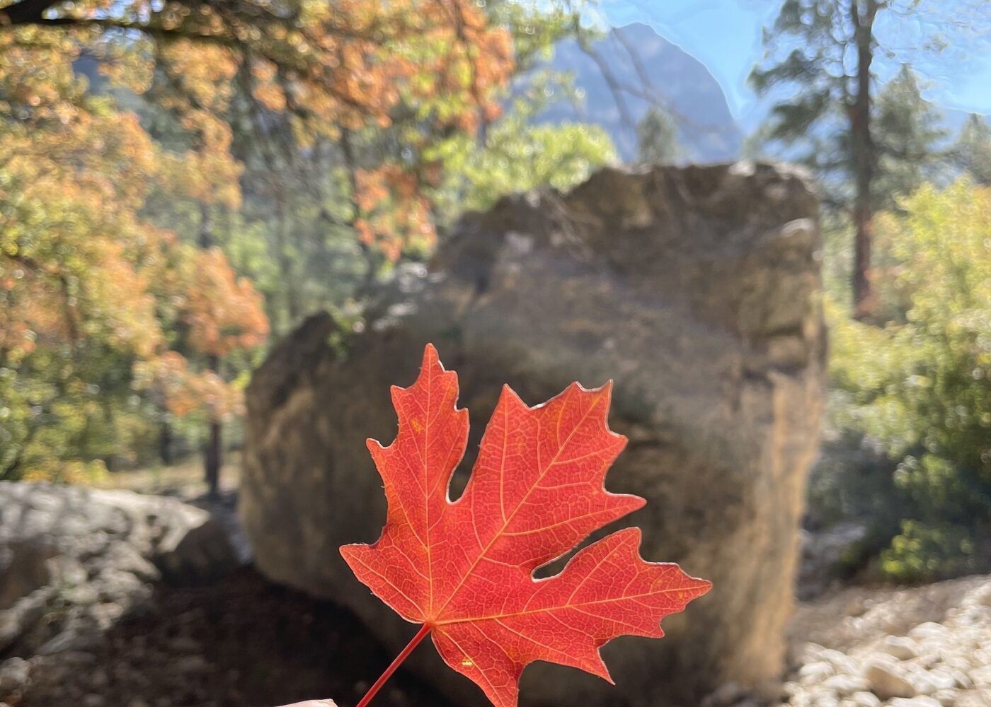 A red maple leaf