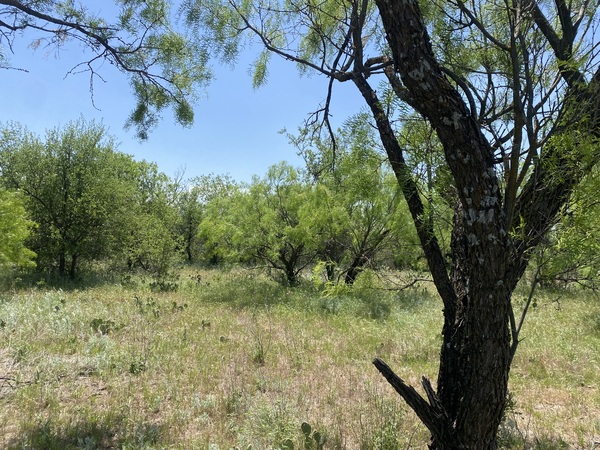 Mesquite Woodland