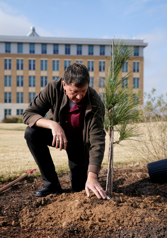 Man nealing by young pine tree touching the soil