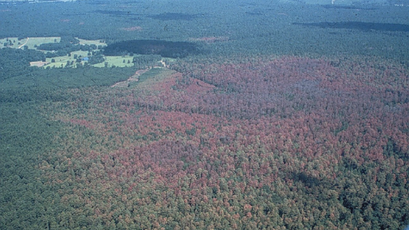 Aerial view of pine stand with orange/brown spot in the middle
