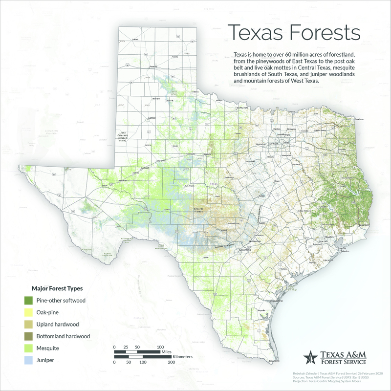 An illustration showing the different types of forests in Texas