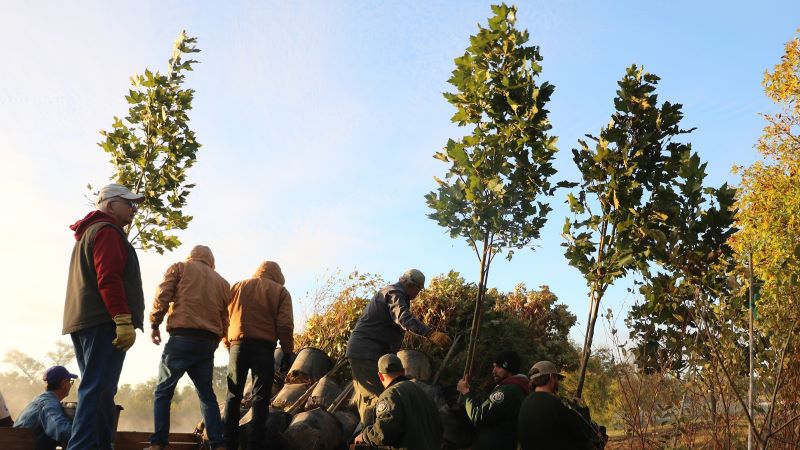 Group of people unloading large trees from trailer