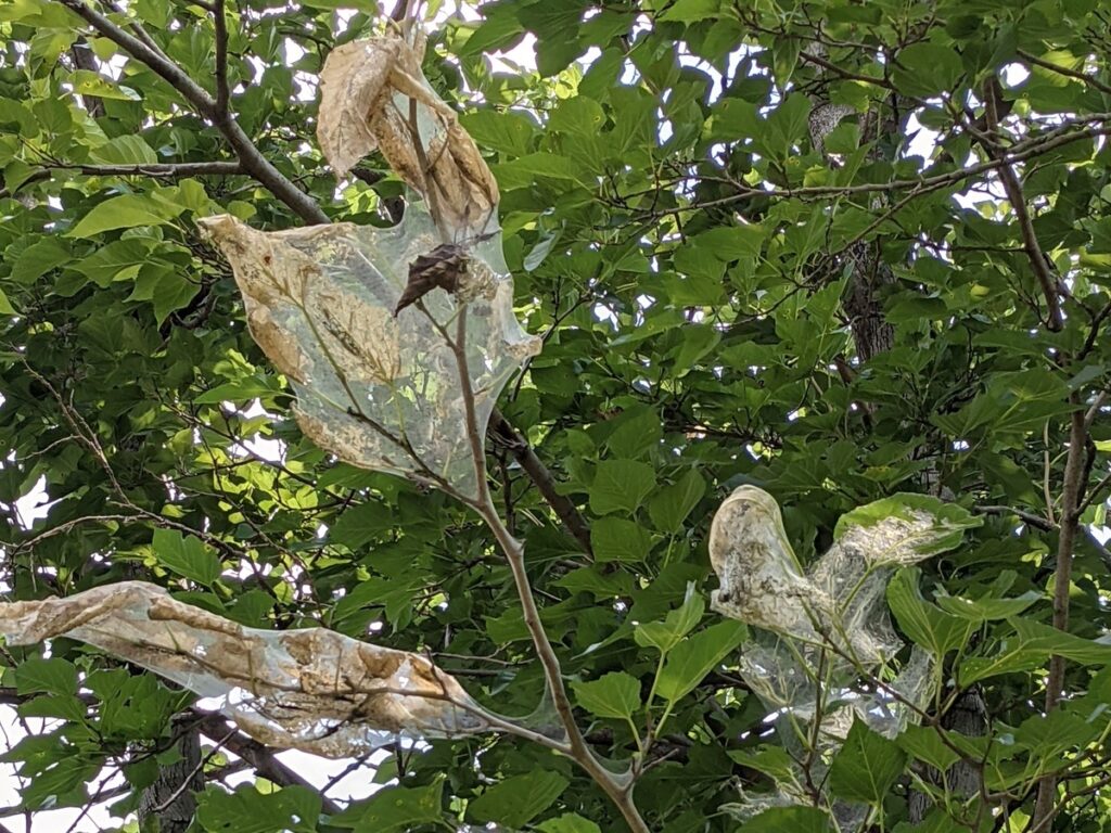 Fall web worm nests cover the leaves of a tree
