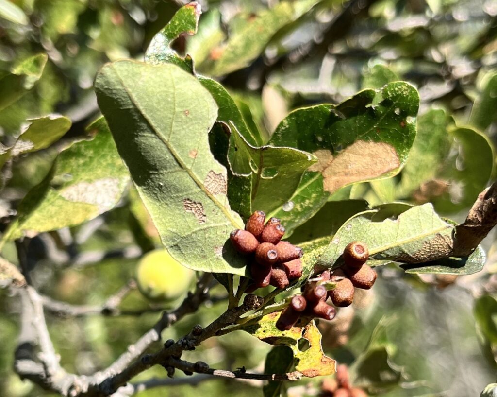 oak tree leaf can be seen infested with galls