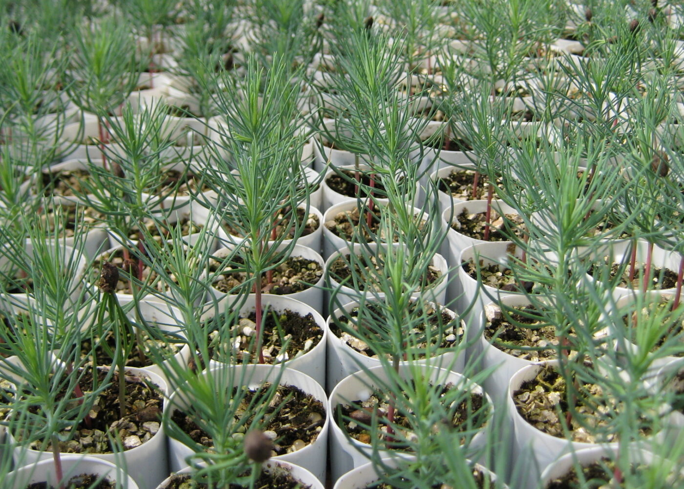 Hileras de plántulas de pino del vivero del oeste de Texas