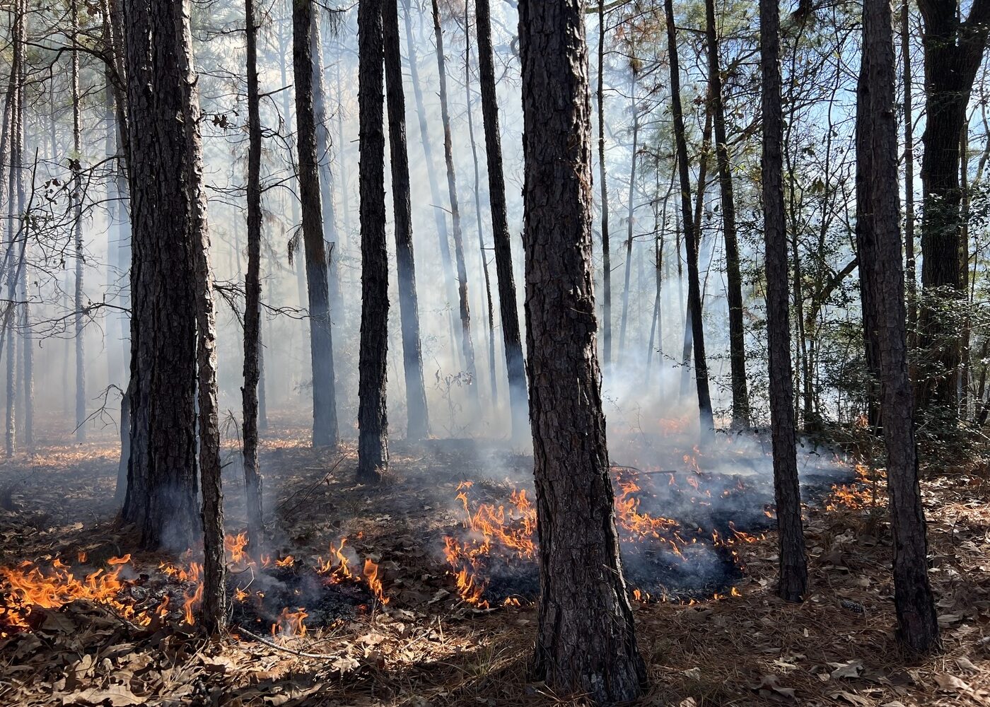 Fire blows through a a forest of trees and shrubs during a prescribed burn