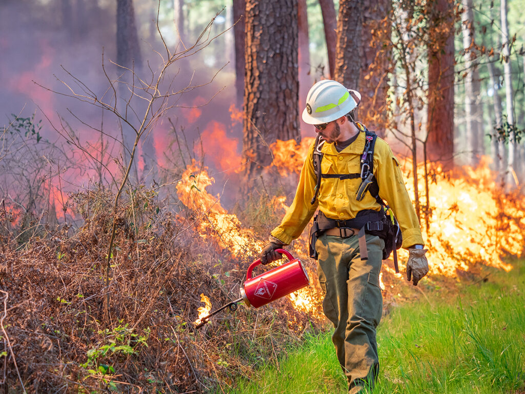 a man lighting a wooded area on fire through a prescribed burn