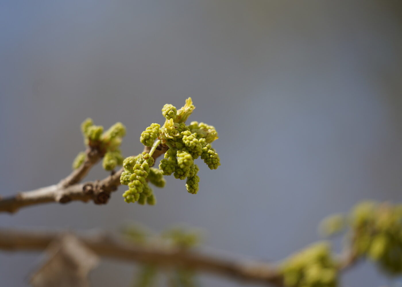 new growth on a tree