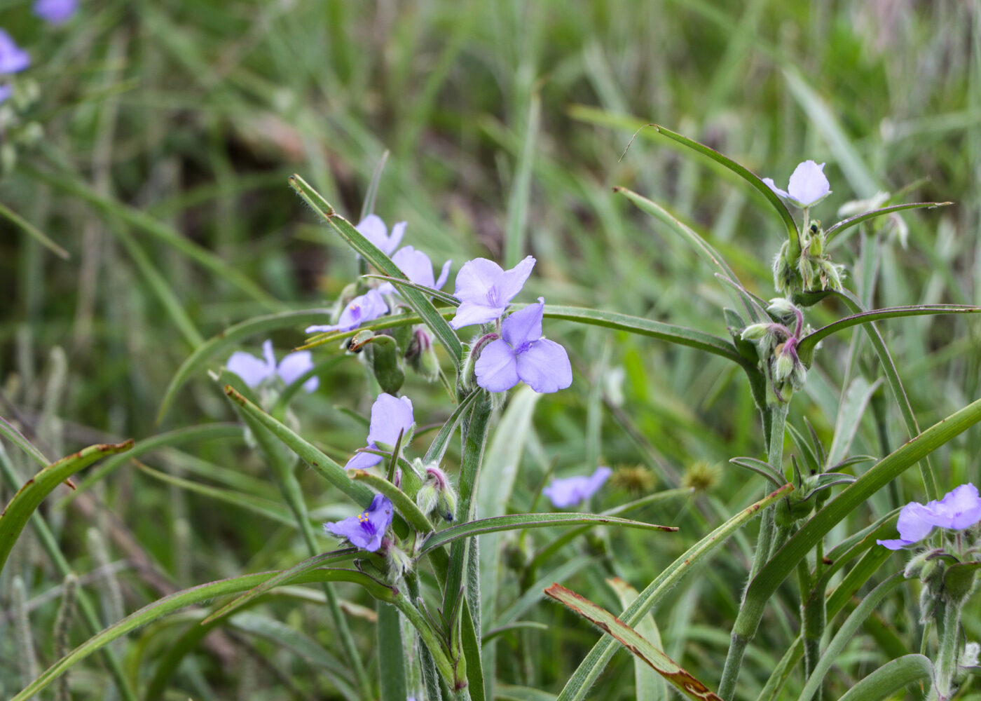 a closeup of the bloom of a purple tradescantia plant